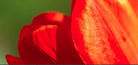 呼死你在线免费试用