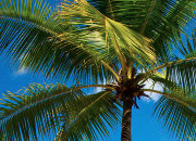 打爆别人短信的软件